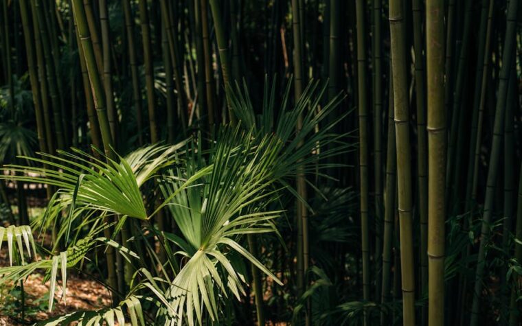 Tendências 2026: As 3 famílias olfativas (frutas tropicais e madeiras) que mais vendem no mercado brasileiro